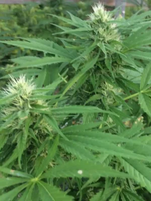 Jungle Berry