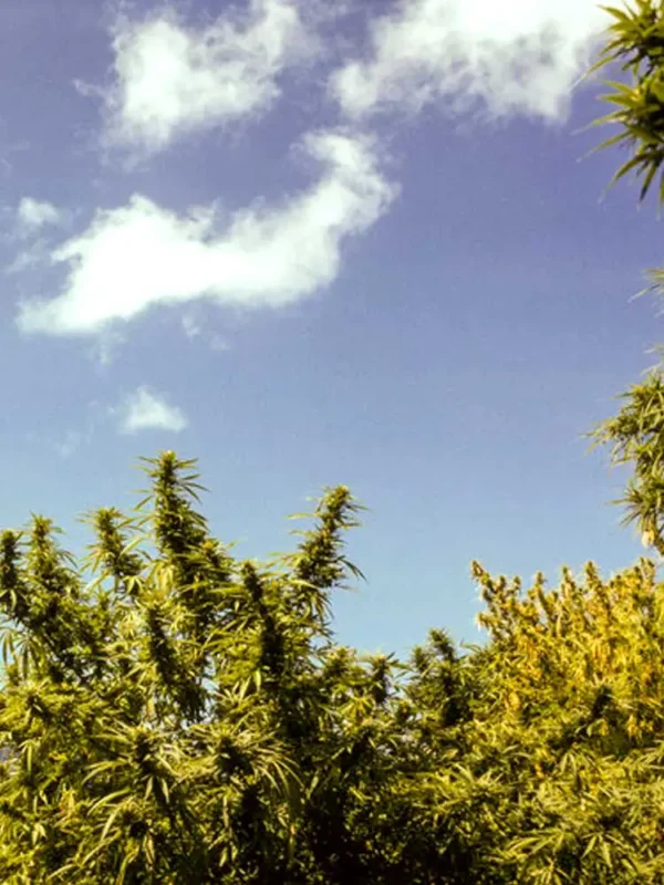 Thai-Kona-Gold