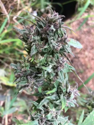 Berry Blue