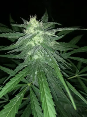 Blue Acid