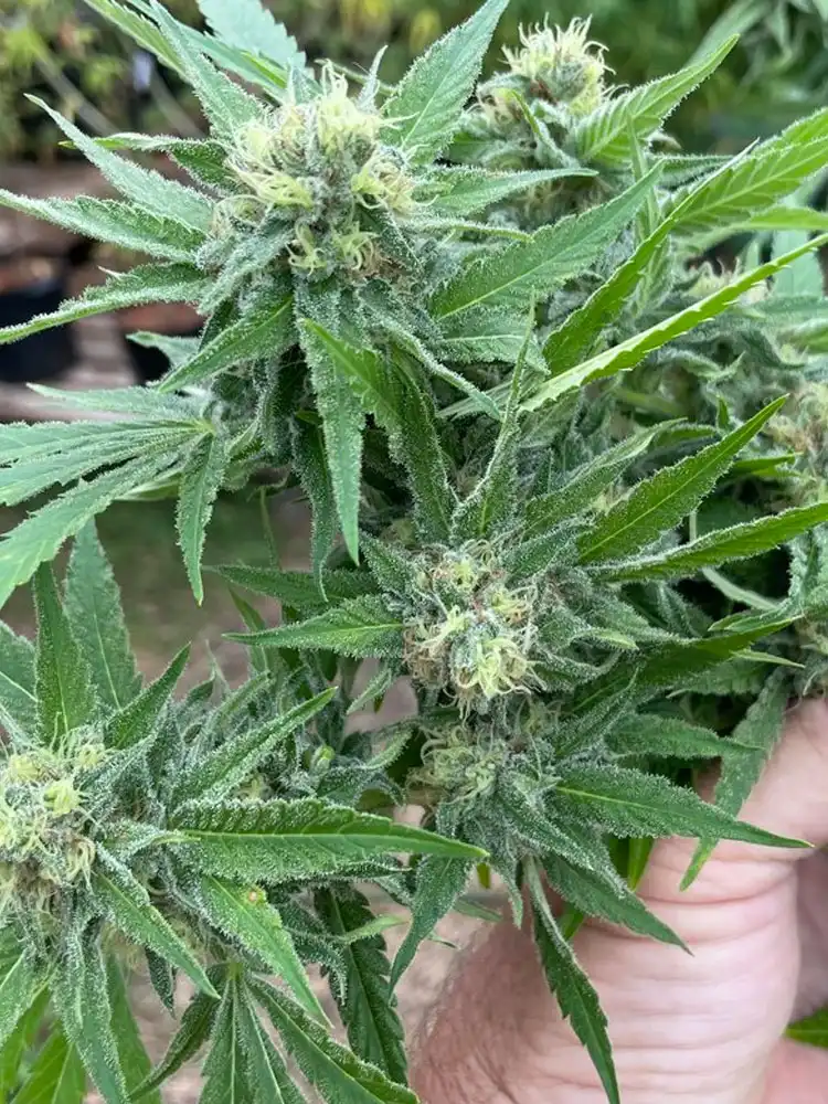 Dank-Dream