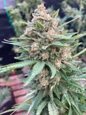 Northern Haze
