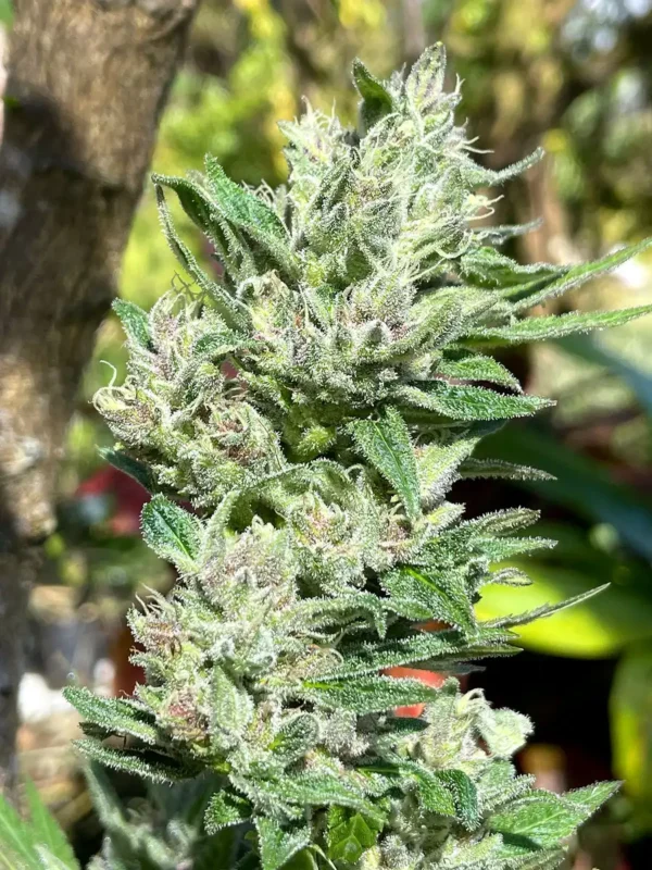Thai-Berry-img