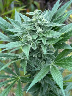 Blue Herer
