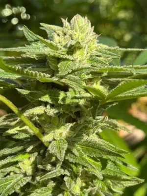 Jackie’s Thai Berry