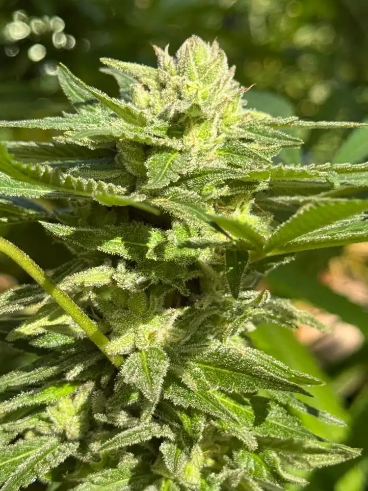 Jackies-Thai-Berry