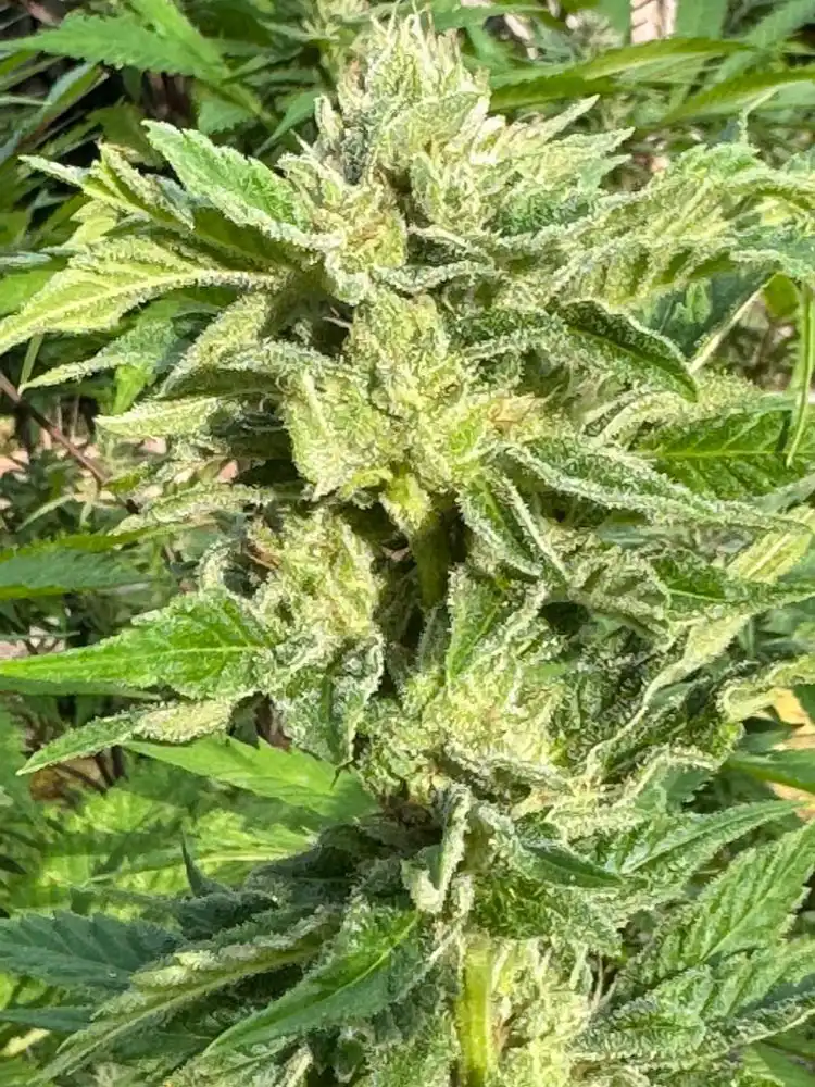 Maui-Wowee
