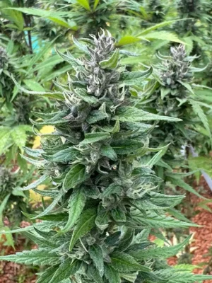 Puna Blue