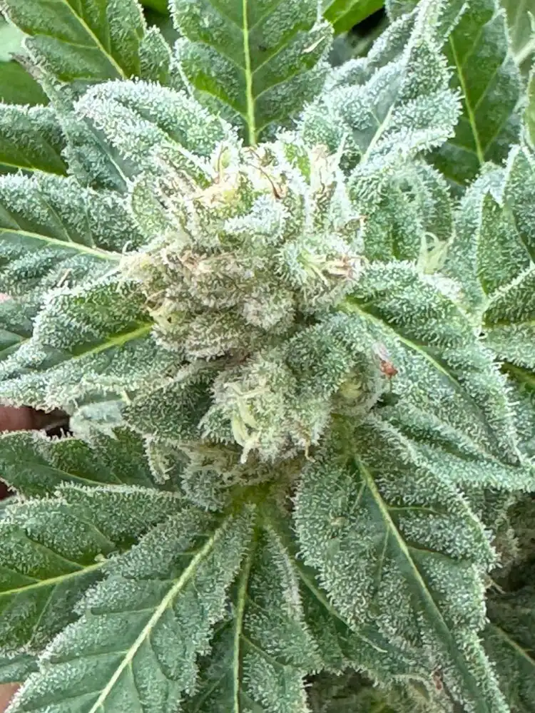 Thunder-dog-Kush