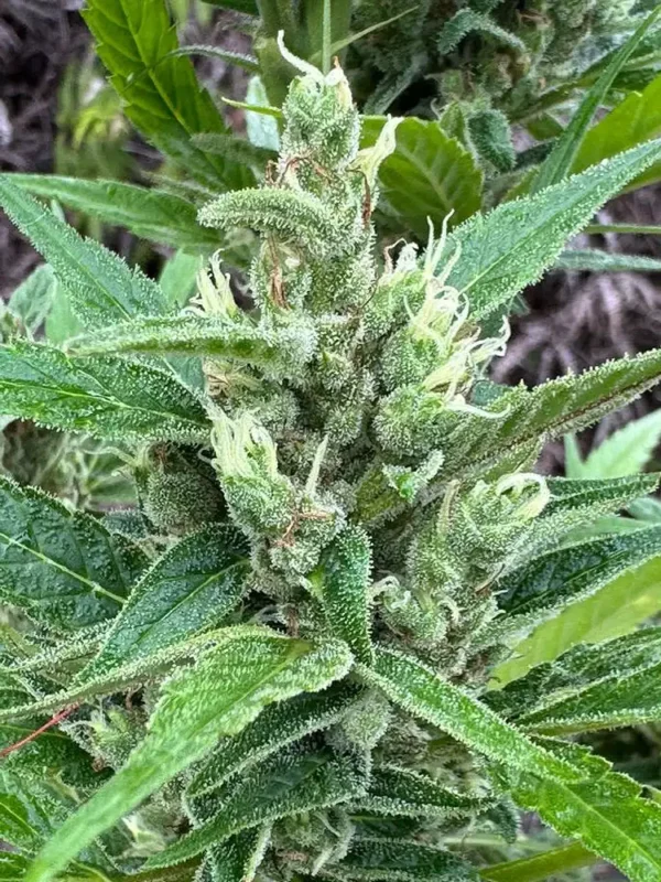 Thunder-dog-thai