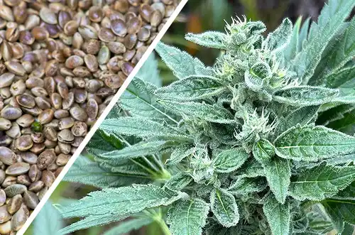Feminized-Seeds-banner